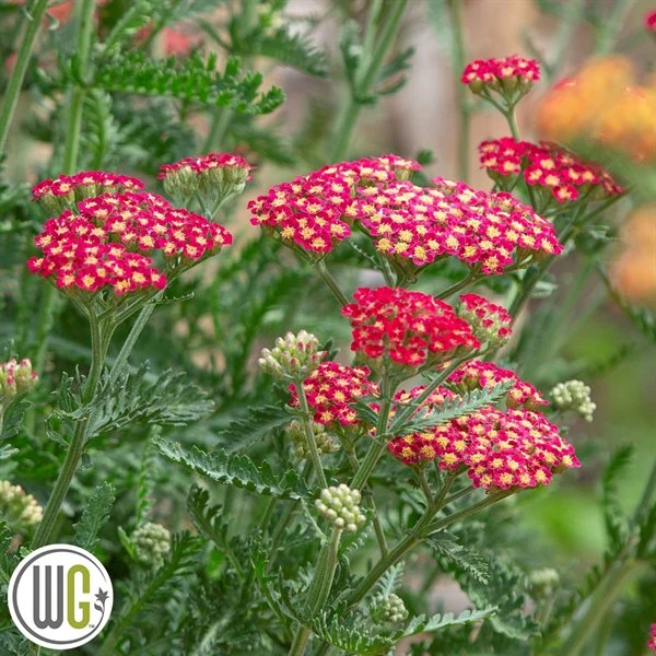 ACHILLEA 'SASSY SUMMER SANGRIA'®' 1 ACHILLEA 'SASSY SUMMER SANGRIA'®'