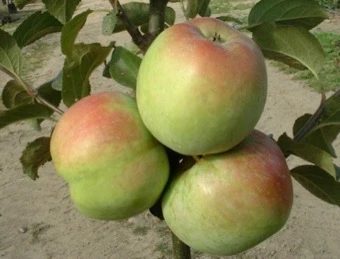 Æbletræ 'Filippa' 1 Æbletræ 'Filippa'