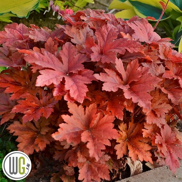 Alunrod 'HOPSCOTCH'®' 1 Alunrod 'HOPSCOTCH'®'