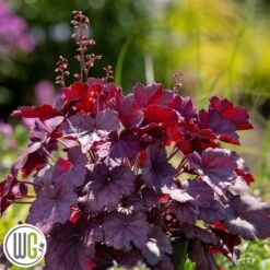 Alunrod 'WILD ROSE'®'