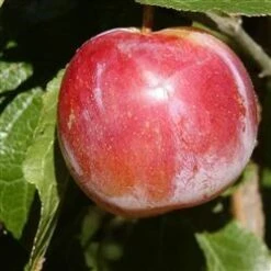 Blomme 'Althans Reine Claude"