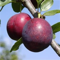 BLOMME 'IVE' 1 BLOMME 'IVE'