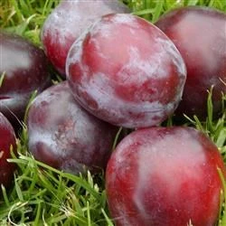 Blomme 'OPAL' 1 Blomme 'OPAL'