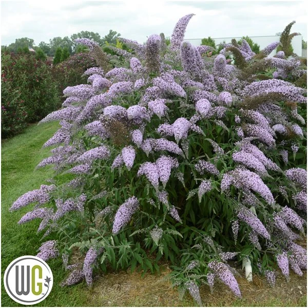 Sommerfuglebusk `Grand Cascade` 1 Sommerfuglebusk `Grand Cascade`