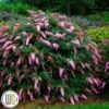 Sommerfuglebusk 'Pink Cascade` ®