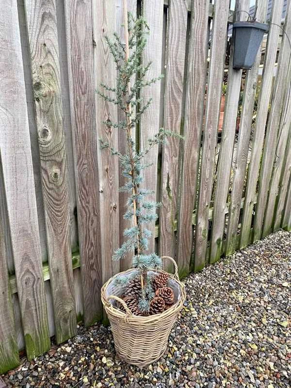 Cedertræ Libani Glauca 1 Cedertræ Libani Glauca