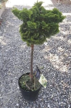 Opsatammet Chamaecyparis