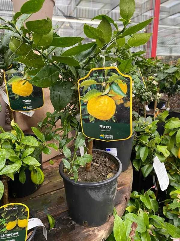 Citrontræ `Juno Yuzu` 1 Citrontræ `Juno Yuzu`