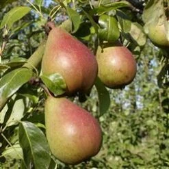 Pære 'Clapps Favorite'