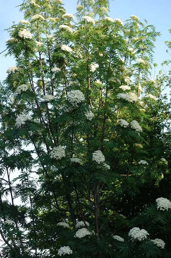 Koreansk Røn 'Dodong' SHOK 12-14 Cm 1 Koreansk Røn 'Dodong' SHOK 12-14 Cm