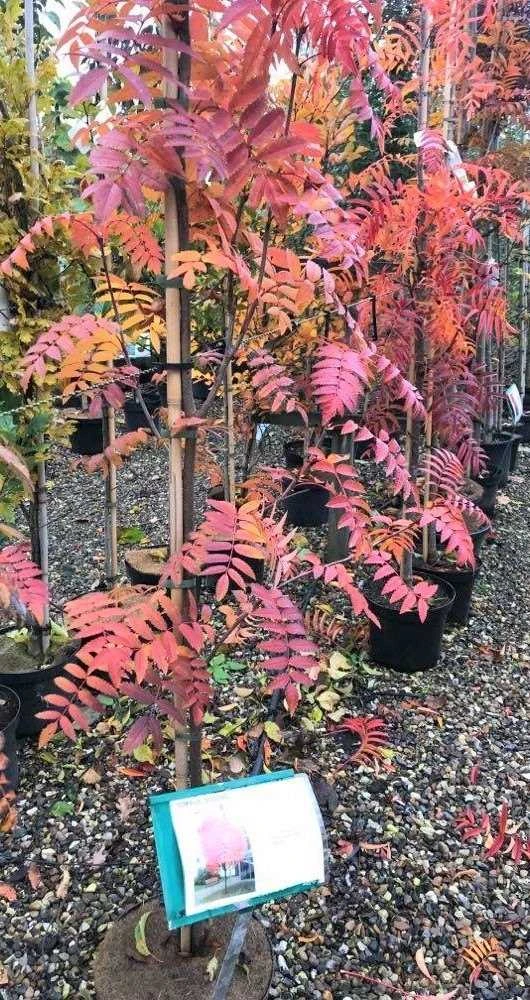 Koreansk Røn 'Dodong' 1 Koreansk Røn 'Dodong'