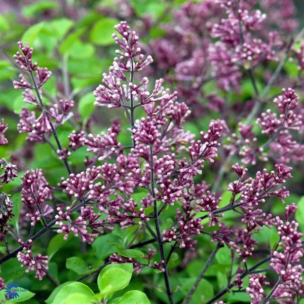 Dværgsyren På 80 Stamme 1 Dværgsyren På 80 Stamme