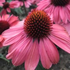 ECHINACEA 'CORAL CRAZE'®'