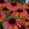 ECHINACEA 'ORANGE YOU AWESOME'®'