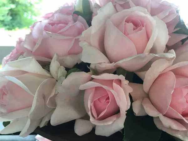 Rose - 'Emmelie De Forest'™ - Plant'n' Relax® 1 Rose - 'Emmelie De Forest'™ - Plant'n' Relax®