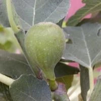 Figen På Stamme 'PRÉCOCE DE DALMATIE'