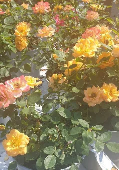 Rose Flaming Cover 1 Rose Flaming Cover