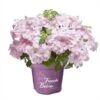 Hortensia `French Bolero`