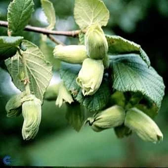 HASSEL 'NOTTINGHAM' 1 HASSEL 'NOTTINGHAM'