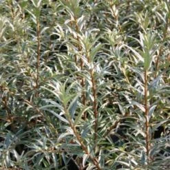 Havtorn Hanplante 'Pollmix 3'