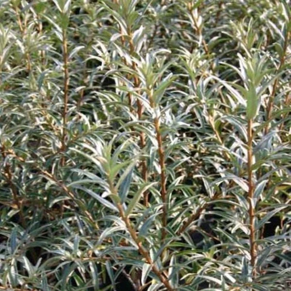 Havtorn Hanplante 'Pollmix 3' 1 Havtorn Hanplante 'Pollmix 3'