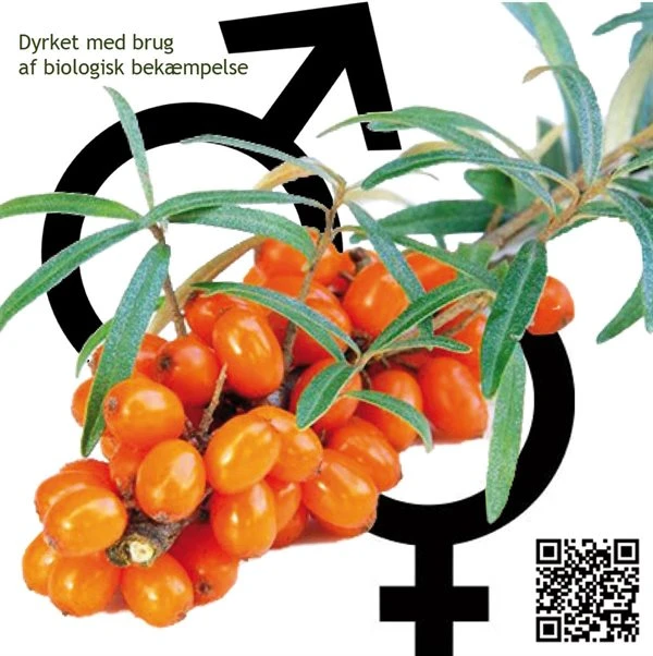 Havtorn 'Leikora + Pollimix" 1 Havtorn 'Leikora + Pollimix"