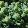 Hortensia `Lime Rickey`