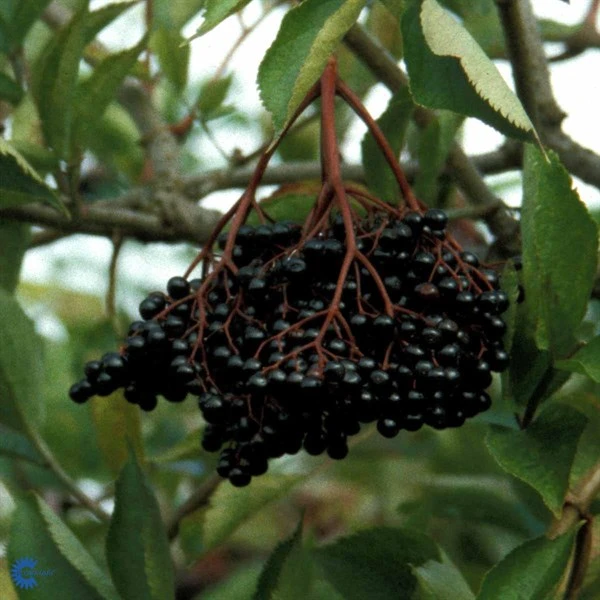 Hyld 'Samyl' 1 Hyld 'Samyl'