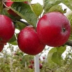 Æbletræ 'Josefine Kallehave'®