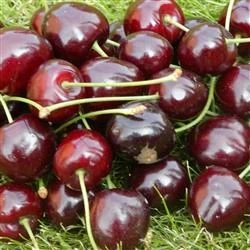 Kirsebær 'LAPINS' 1 Kirsebær 'LAPINS'