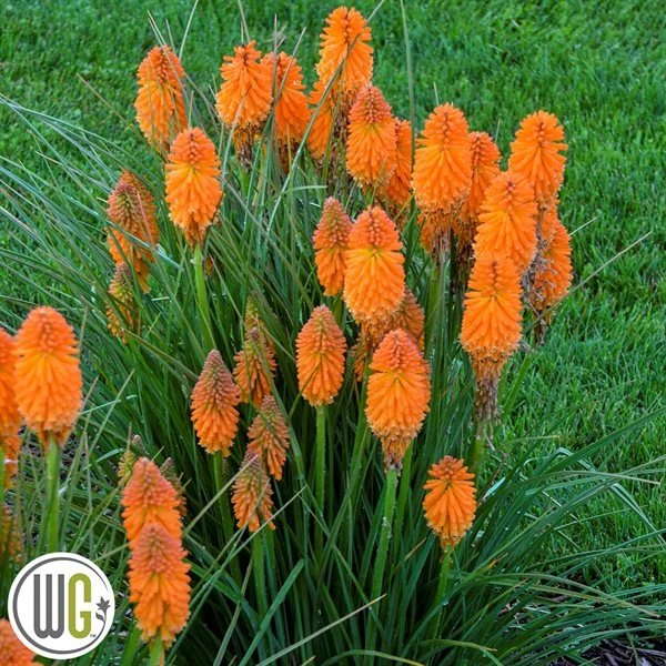 KNIPHOFIA 'ORANGE BLAZE'®' 1 KNIPHOFIA 'ORANGE BLAZE'®'