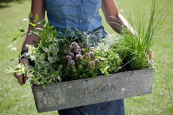 Krydderurter 10 Cm 1 Krydderurter 10 Cm