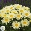 LEUCANTHEMUM 'BANANA CREAM'®'