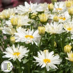 LEUCANTHEMUM 'SPOONFUL OF SUGAR'®'