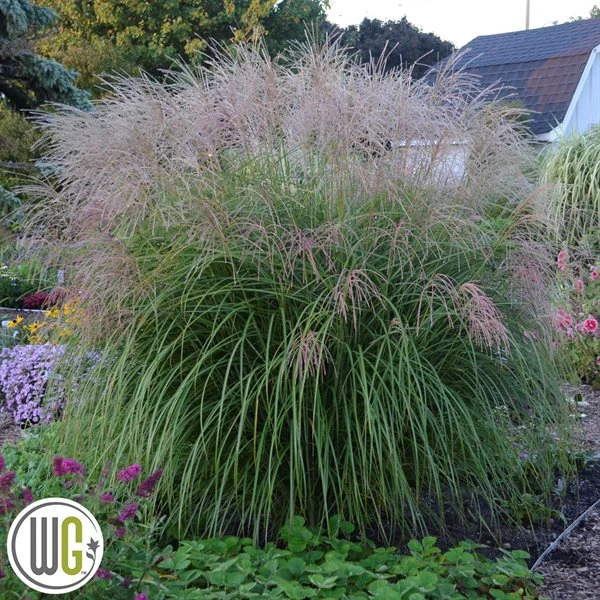 MISCANTHUS 'AUTUMN ANTHEM'®' 1 MISCANTHUS 'AUTUMN ANTHEM'®'
