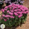 MONARDA 'BUBBLEGUM BLAST'®'