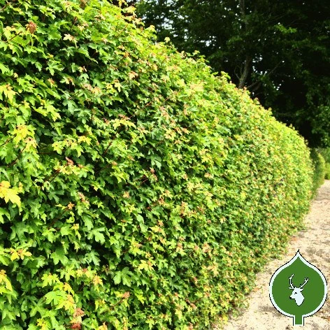 Naurhæk 60-80 Cm 1 Naurhæk 60-80 Cm