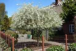 Nordens Oliven `Pendula` Toppodet.