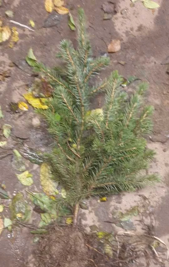 Omoricagran 20-40cm 1 Omoricagran 20-40cm