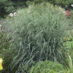 PANICUM 'BLUE FOUNTAIN' (R)'