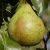Pære 'Herrepære'
