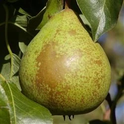 Pære 'Herrepære' 1 Pære 'Herrepære'