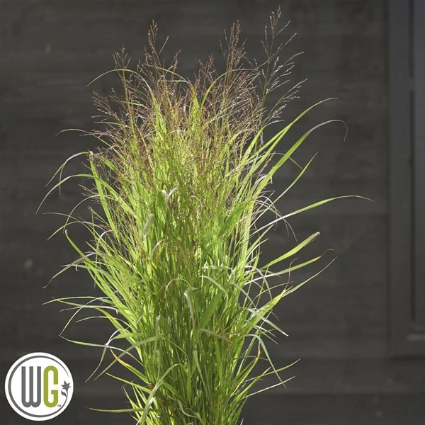 Staudehirse `Apache Rose`®' 1 Staudehirse `Apache Rose`®'