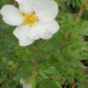 Buskpotentil 'Abbottswood'