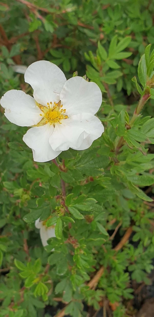 Buskpotentil 'Abbottswood' 1 Buskpotentil 'Abbottswood'