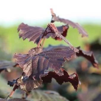 Hassel 'Rød Zellernød' 1 Hassel 'Rød Zellernød'