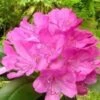 Rhododendron ROSEUM ELEGANS