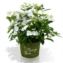 Hortensia Runaway Bride ®