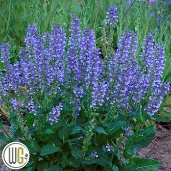 Salvia `AZURE SNOW` 1 Salvia `AZURE SNOW`
