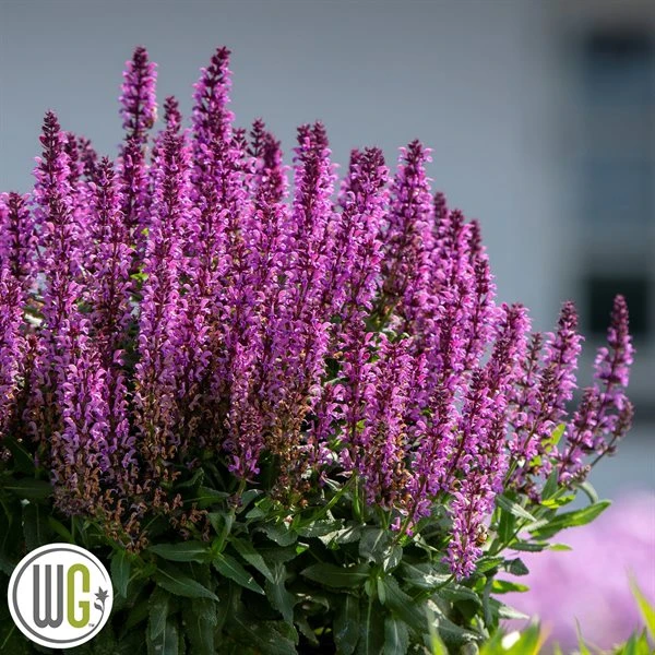 SALVIA 'BUMBLEBERRY'®' 1 SALVIA 'BUMBLEBERRY'®'